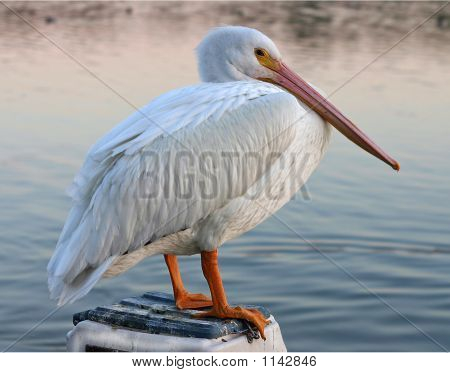 Pelikán s výhledem na jezero