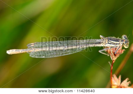 สีฟ้า Featherleg Platycnemis pennipes
