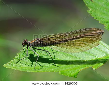 Belle Demoiselle Calopteryx virgo