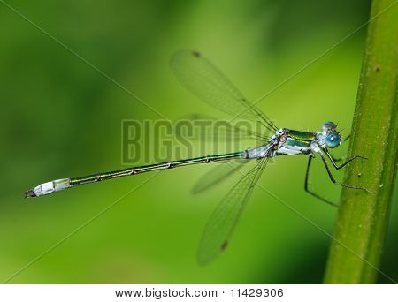 Gemeinsame Emerald Damselfly Gemeine Binsenjungfer