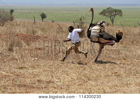 Ostrich attack