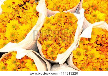 Chrysanthemums