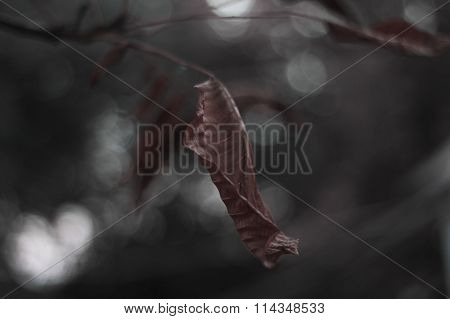 tree branch with red leaves on light blue bokeh background