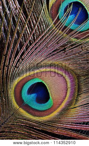 Peacock Feather (detail Of Eyespot)
