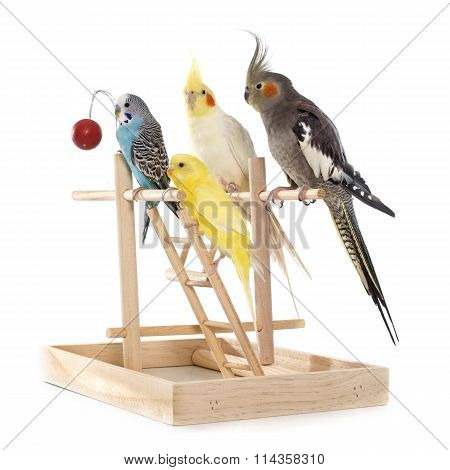 Playing Parakeet And Cockatiel