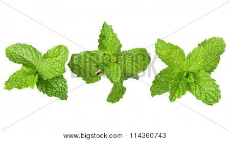 Three mint branches in a row for healthy eating border background