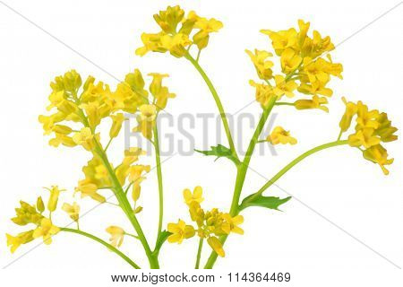 Rapeseed flower isolated on white background