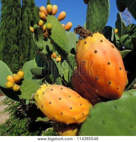 Prickly pear cactus Opuntia ficus-indica
