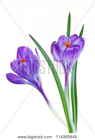 Two blue purple crocus flower isolated on white background
