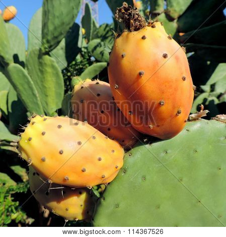 Prickly pear cactus Opuntia ficus-indica