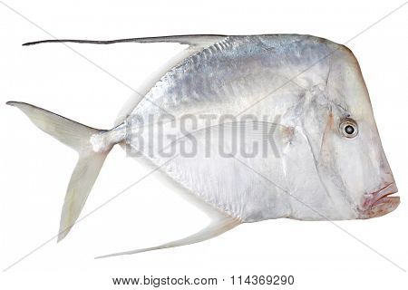 Raw Eubleekeria splendens Fish isolated on white background