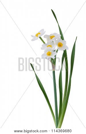 White daffodil flowers plant isolated