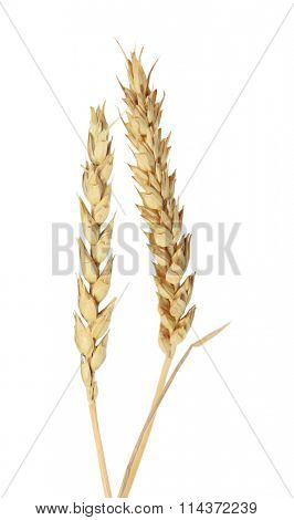 Beardless wheat ears isolated on white
