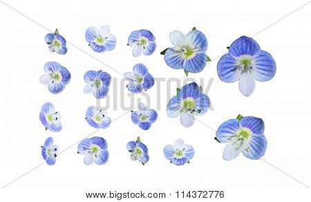 Marco of tiny blue veronica Birdseye Speedwell, Veronica persica, Figwort wildflower