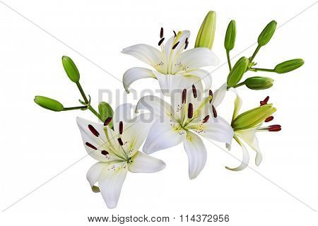 Fresh  lily flowers isolated on white background