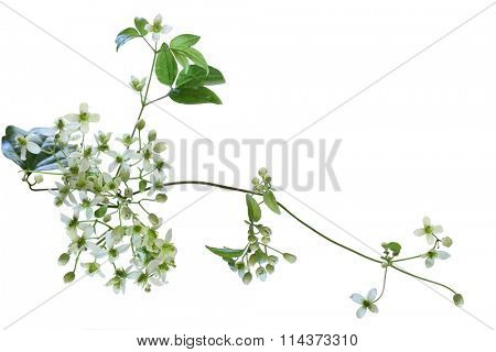 Virgin's Bower Clematis virginiana wild flower isolated on whte background
