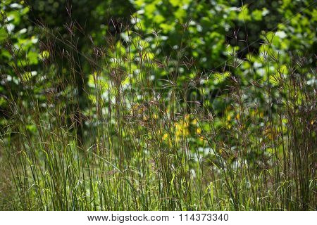 Purple Smooth Crabgrass flower on the fiel in the summer