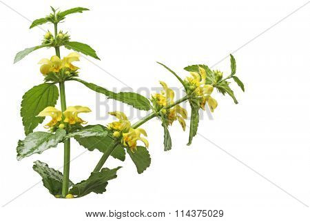 Yellow Archangel (Lamium galeobdolon) flowers isolated on white background