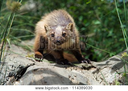 European Pine Marten (Martes Martes)