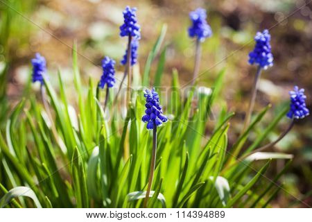 Spring Blue Flowers Muscari Or Murine Hyacinth