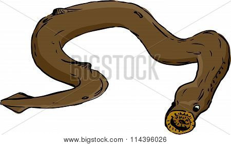 Single Isolated Lamprey
