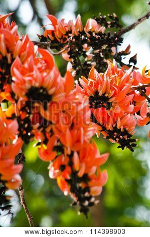 Bastard Teak Flower