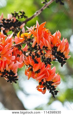 Bastard Teak Flower