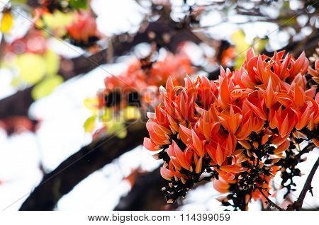 Bastard Teak Flower