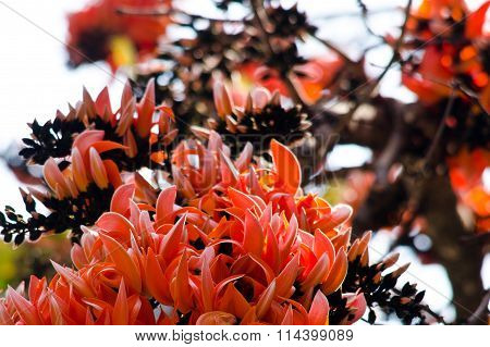 Bastard Teak Flower