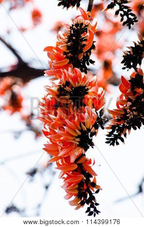 Bastard Teak Flower