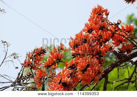 Bastard Teak Flower