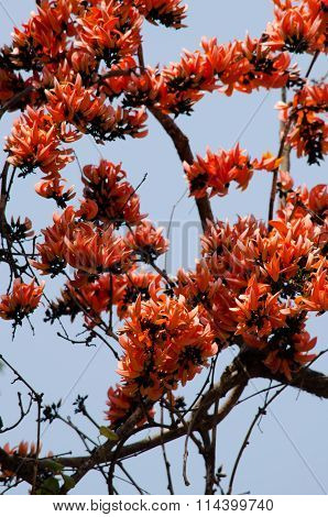 Bastard Teak Flower