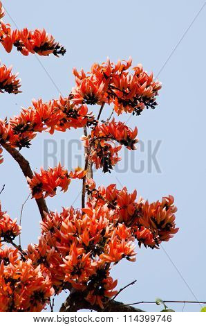 Bastard Teak Flower
