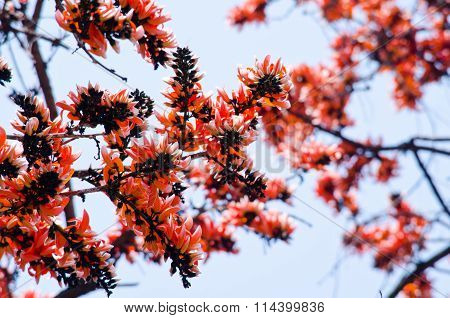 Bastard Teak Flower