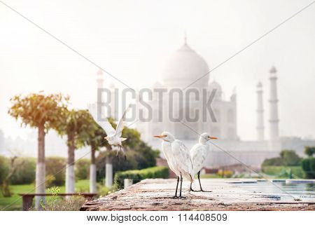 Birds Near Taj Mahal