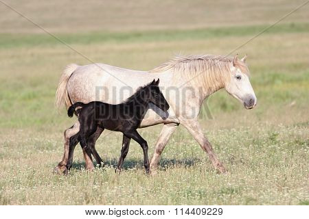 Two Horses, Black Foal And White Mother