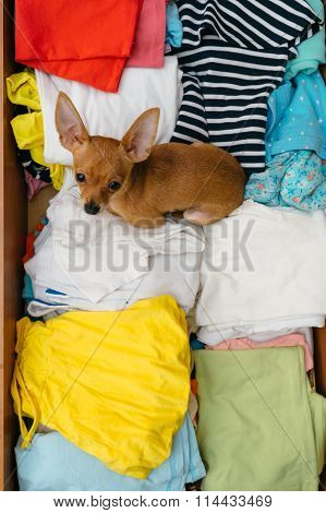 The Dog Who Hid In The Chest.