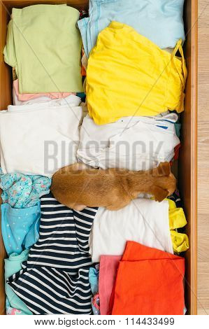 The Dog Who Hid In The Chest.