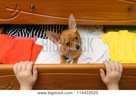 The Dog Who Hid In The Chest.