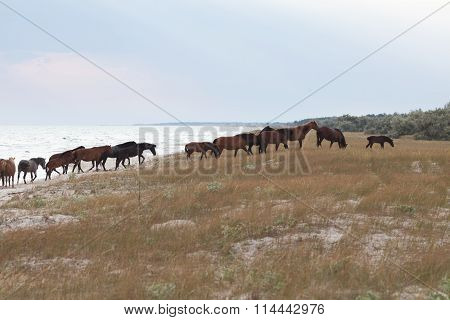 Herd Of Horses