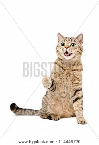 Portrait of a cute playful cat Scottish Straight with green eyes