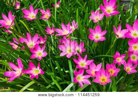 Fairy Lily Flower