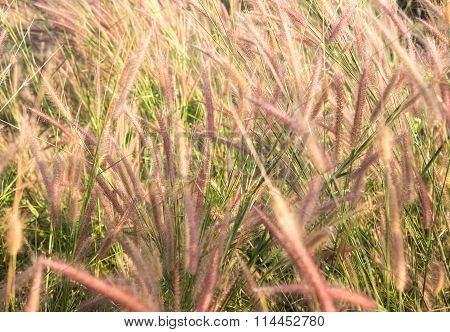 Texture hay closeup in color