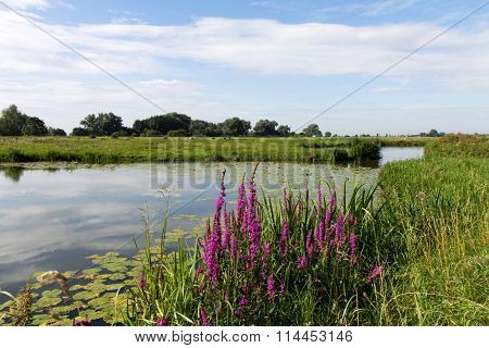 Landscape in the Netherlands.