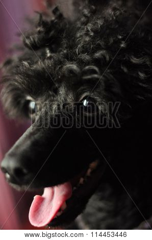 face black poodle