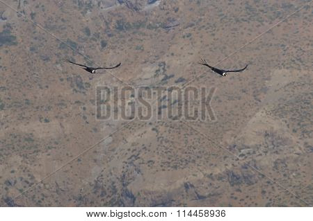 Andean Condors