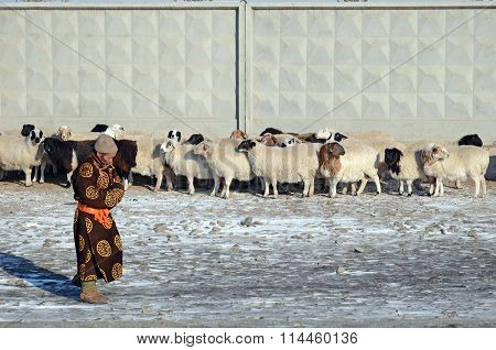 Ulaanbaatar, Mongolia - Dec, 03 2015: Mongolian Man In National Dress And A Flock Of Sheep At A Fenc