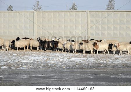 Flock Of Sheep Presses Close To The Concrete Fence