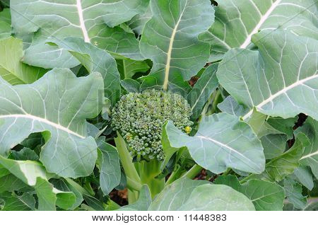 Broccoli plante