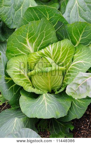 Kohl Pflanzen Closeup